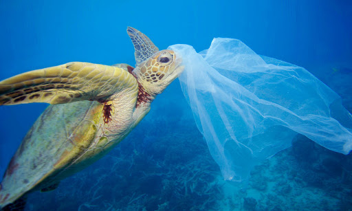 plastic pollution