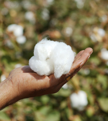 Organic Cotton