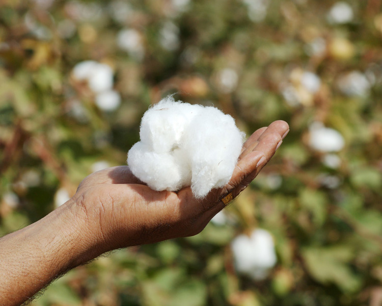 Organic Cotton