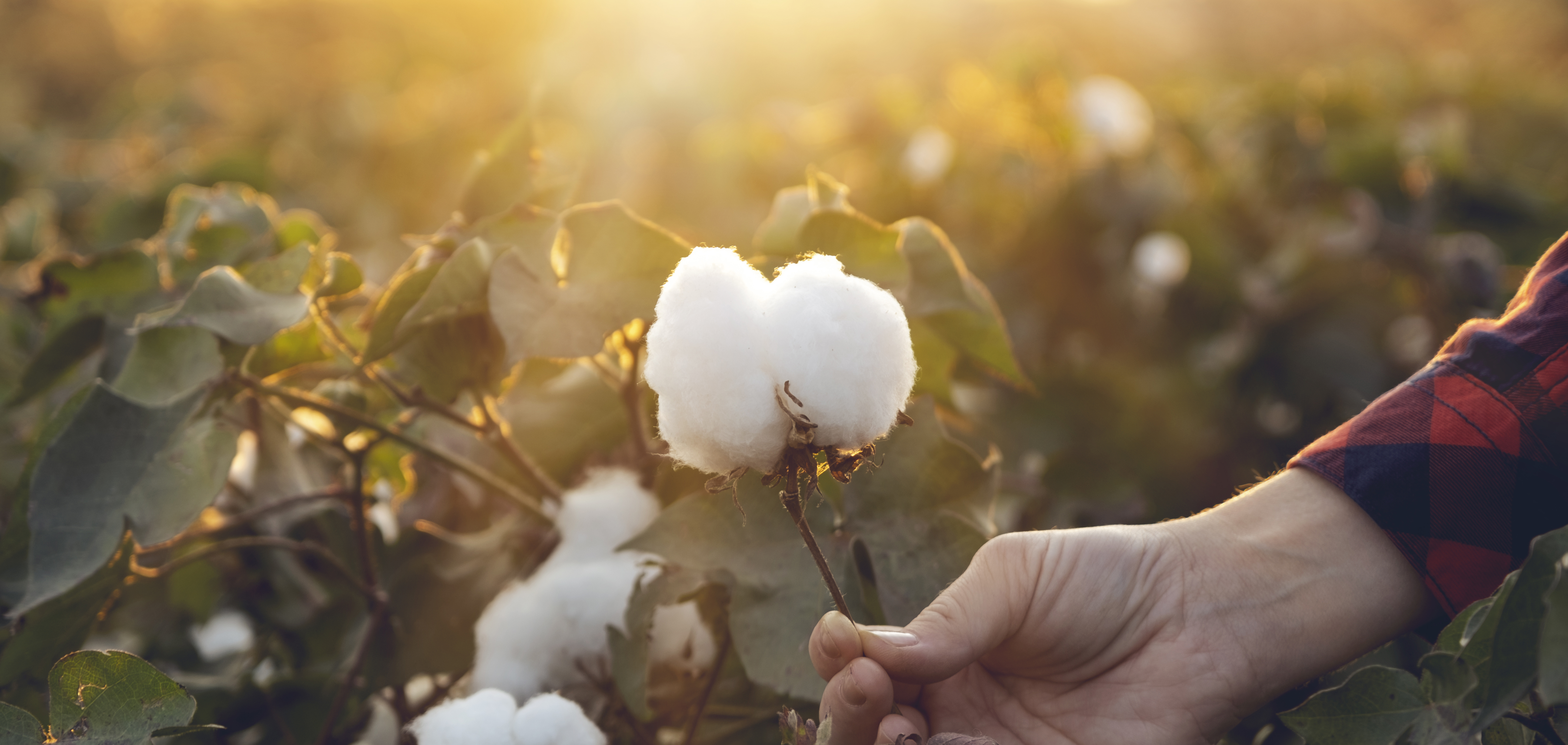Istock 1276954885